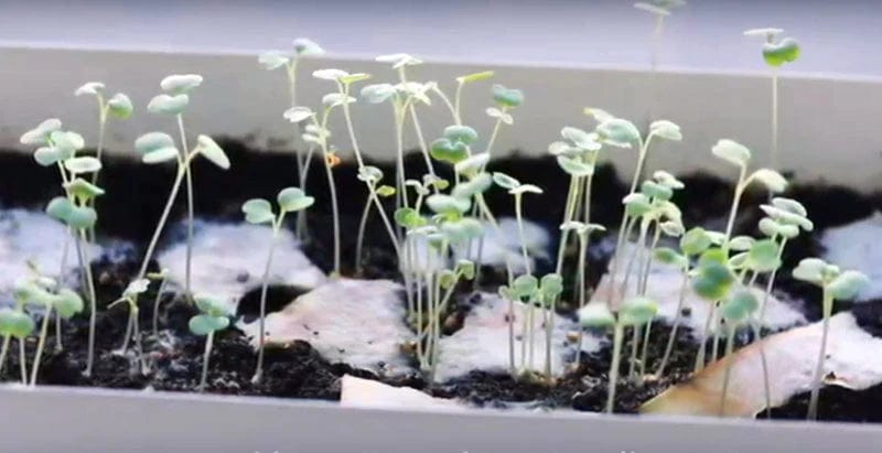 Happy Birthday Plantable Seed Card