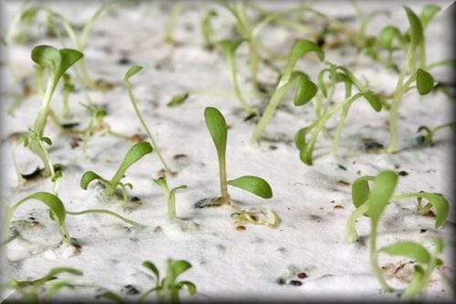 Good Luck Plantable Seed Card